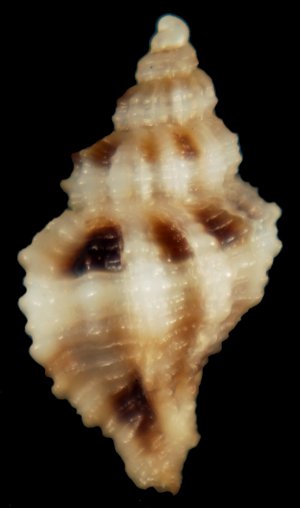 Dubbio su Ocinebrina